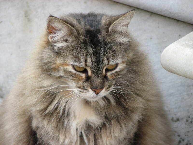 Fluffy Tabby Cat — Gray, Calm, Photograph, Whiskers, Stone Surface