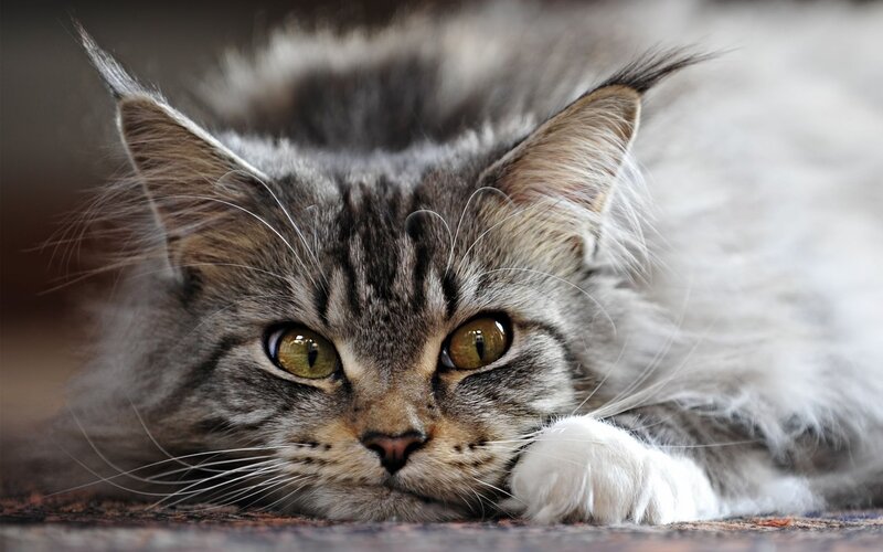 Fluffy Tabby Cat — Gray, Calm, Photograph, Whiskers