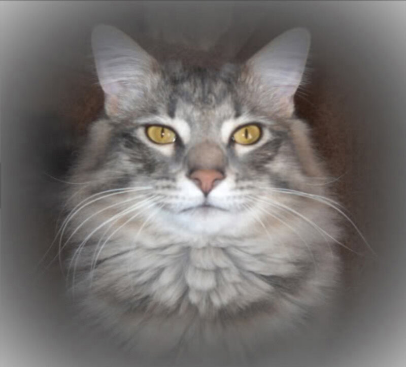 Fluffy Tabby Cat — Gray, Calm, Photograph, Yellow Eyes