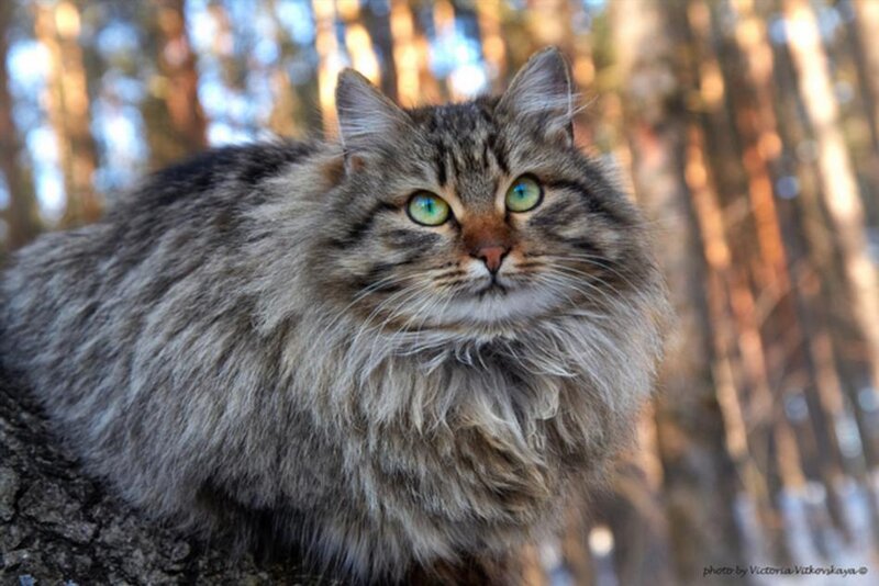 Fluffy Tabby Cat — Gray, Calm, Winter