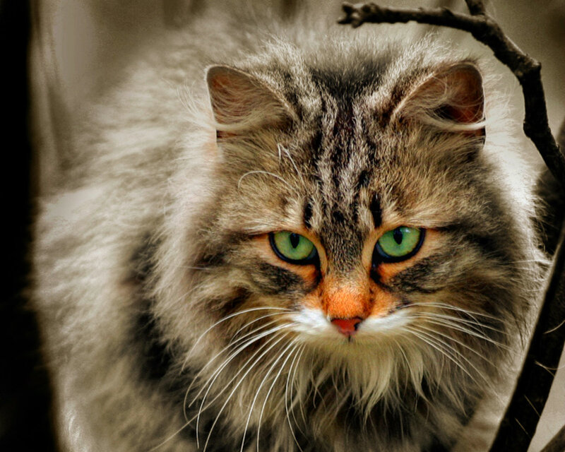 Fluffy Tabby Cat — Gray, Intense