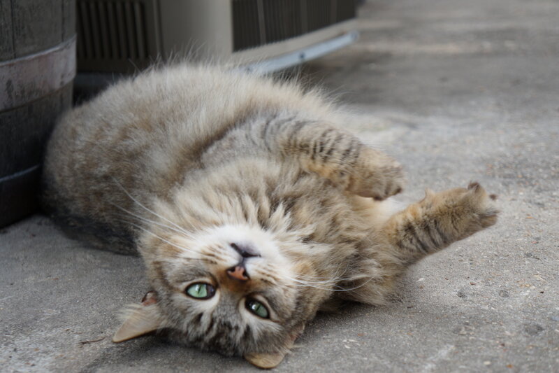 Fluffy Tabby Cat — Gray, Playful, Afternoon