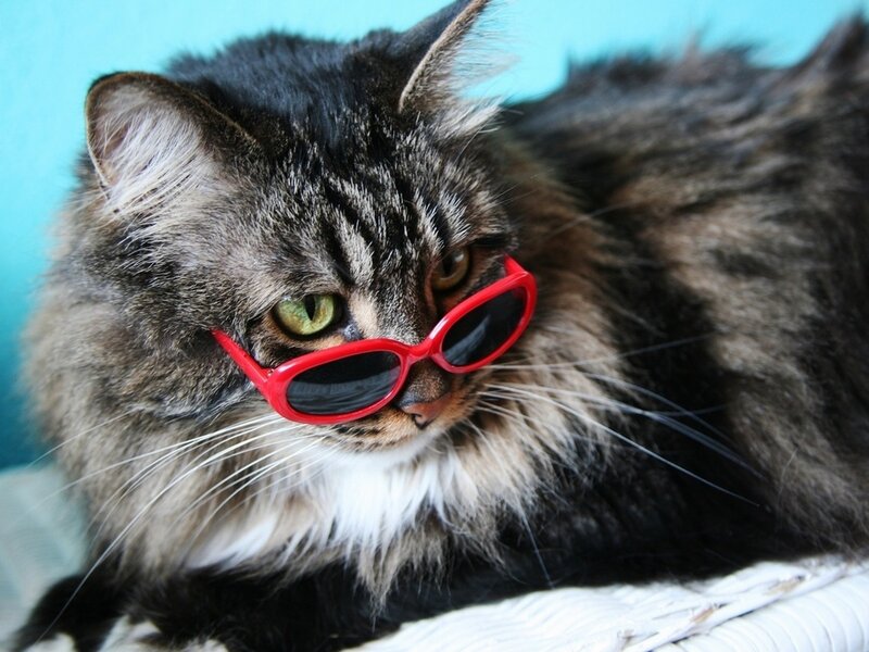 Fluffy Tabby Cat — Gray, Playful