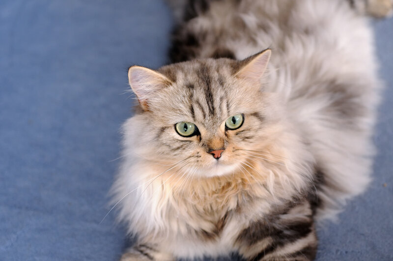 Fluffy Tabby Cat — Gray