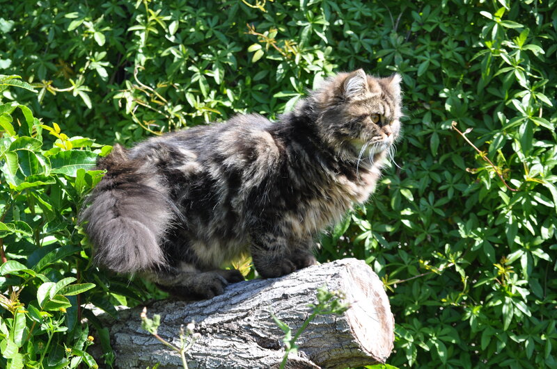 Fluffy Tabby Cat — Green, Calm, Afternoon, Photograph, Log