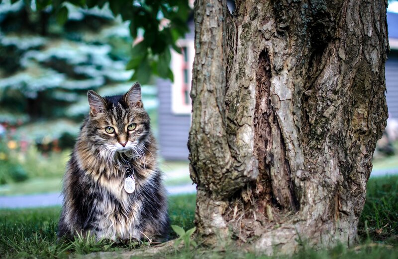 Fluffy Tabby Cat — Green, Calm, Afternoon, Photograph, Tree