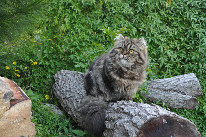 Fluffy Tabby Cat — Green, Calm, Afternoon