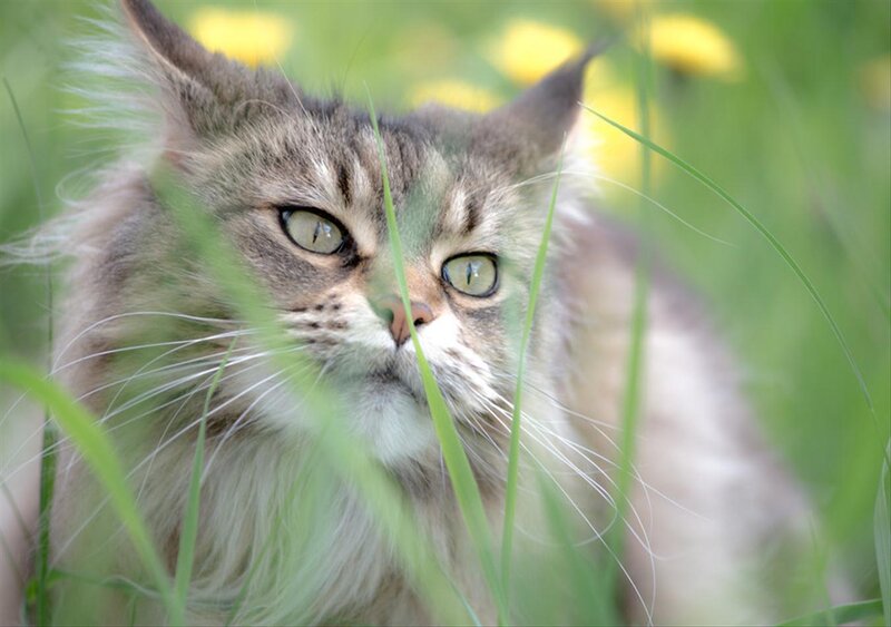 Fluffy Tabby Cat — Green, Calm, Spring