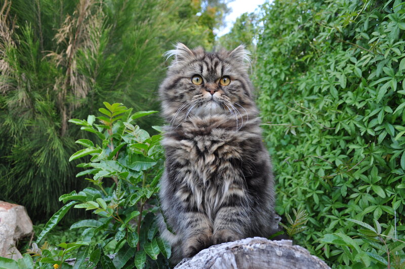 Fluffy Tabby Cat — Green, Calm