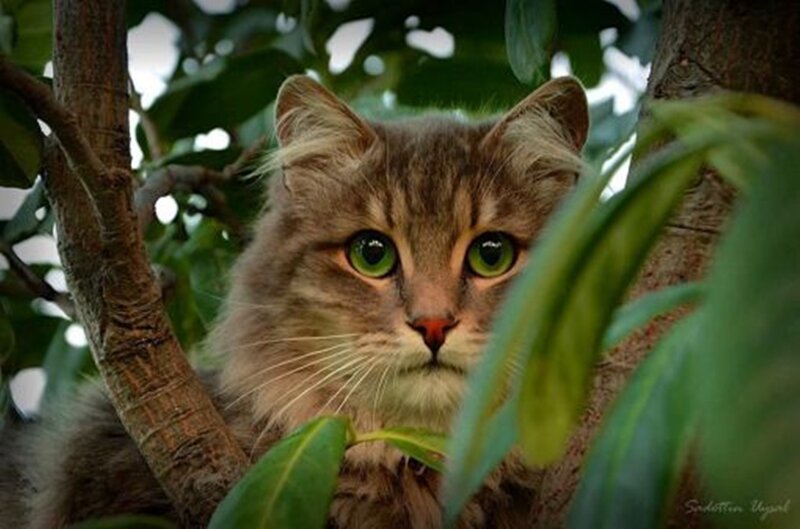 Fluffy Tabby Cat — Green, Curious