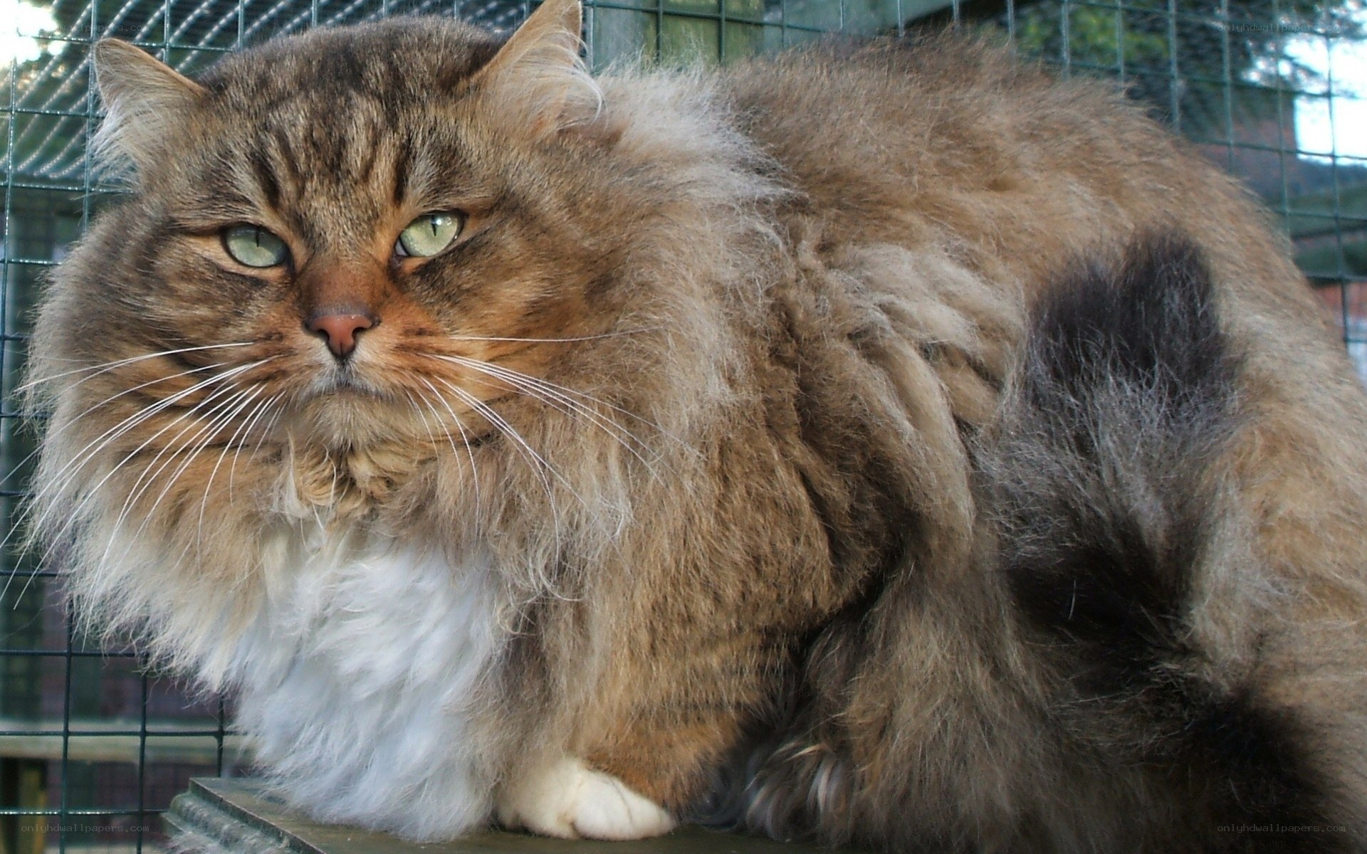 fluffy tabby cat in enclosure
