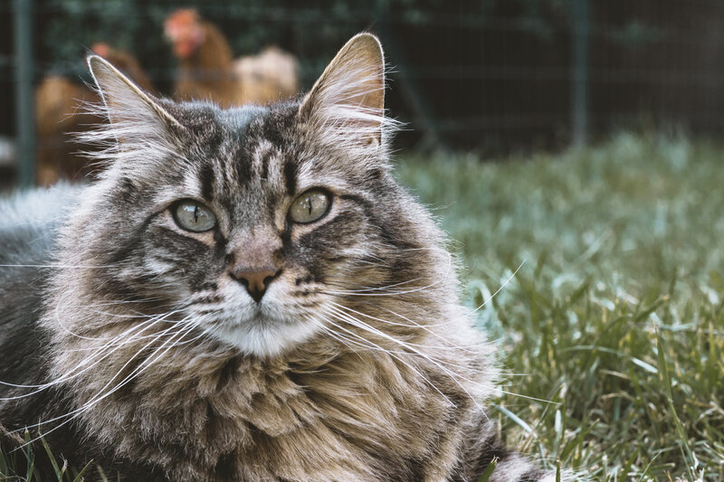 fluffy tabby cat in grass
