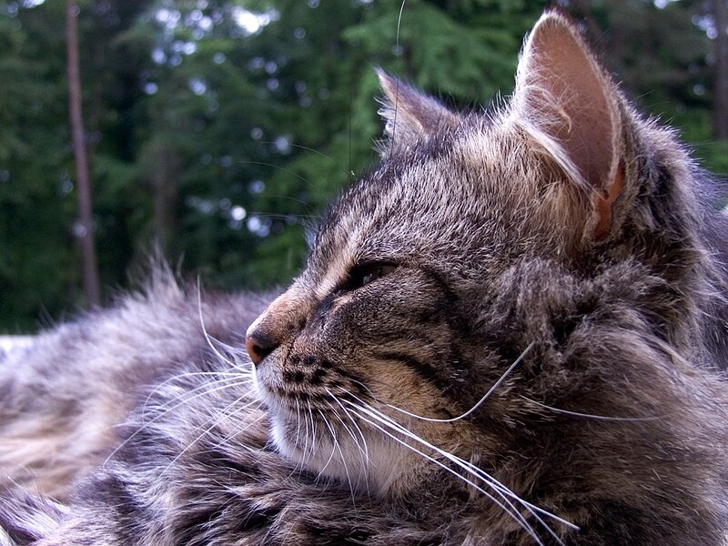 fluffy tabby cat in profile