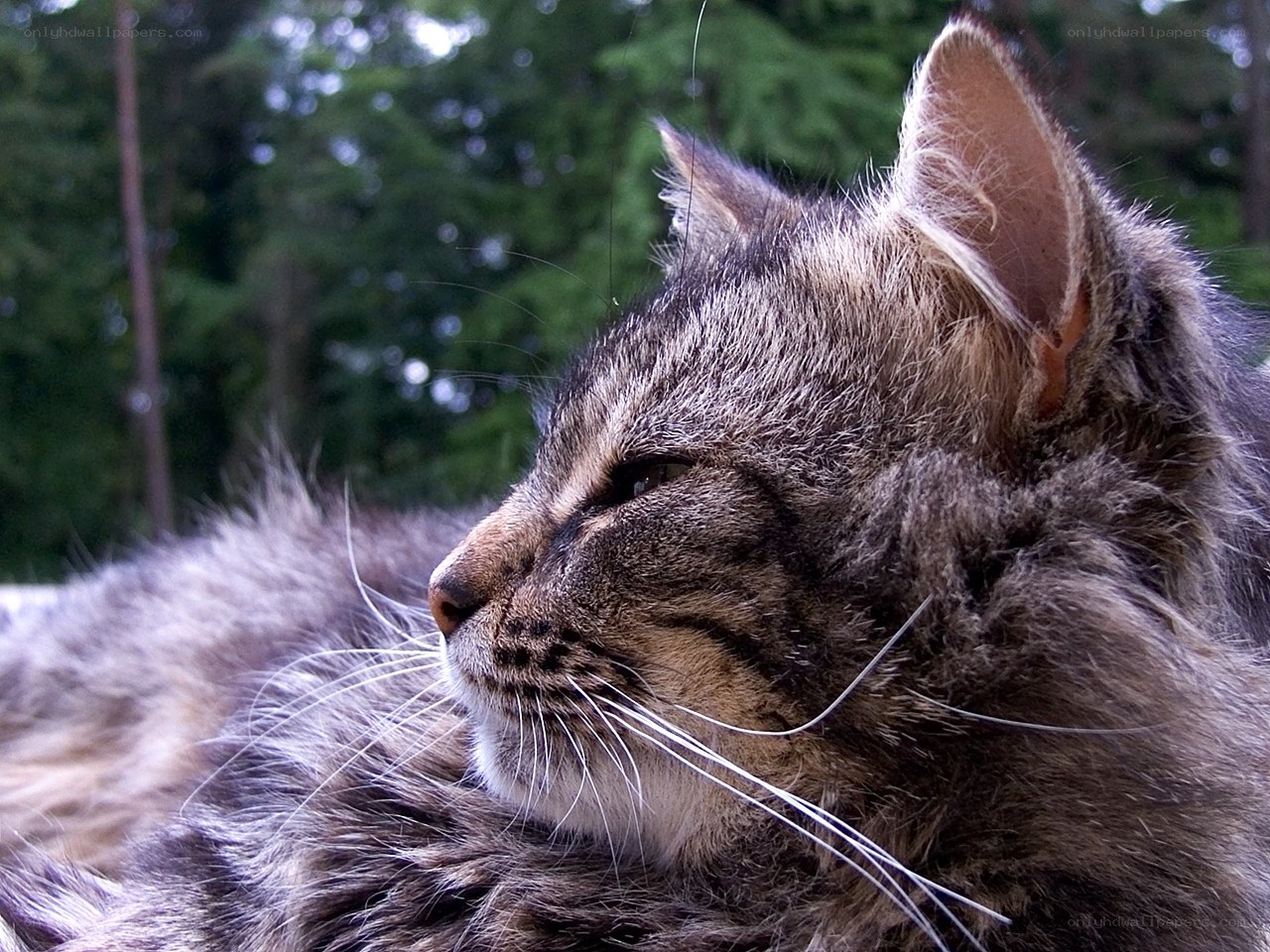 fluffy tabby cat in profile