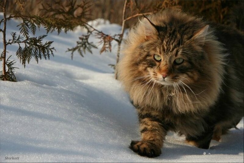 Fluffy Tabby Cat in Snow