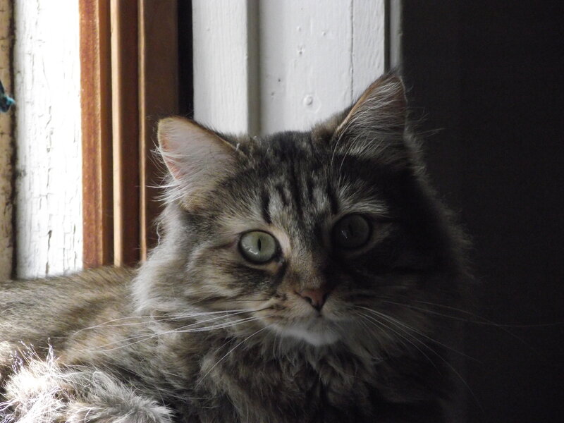 fluffy tabby cat in sunlight
