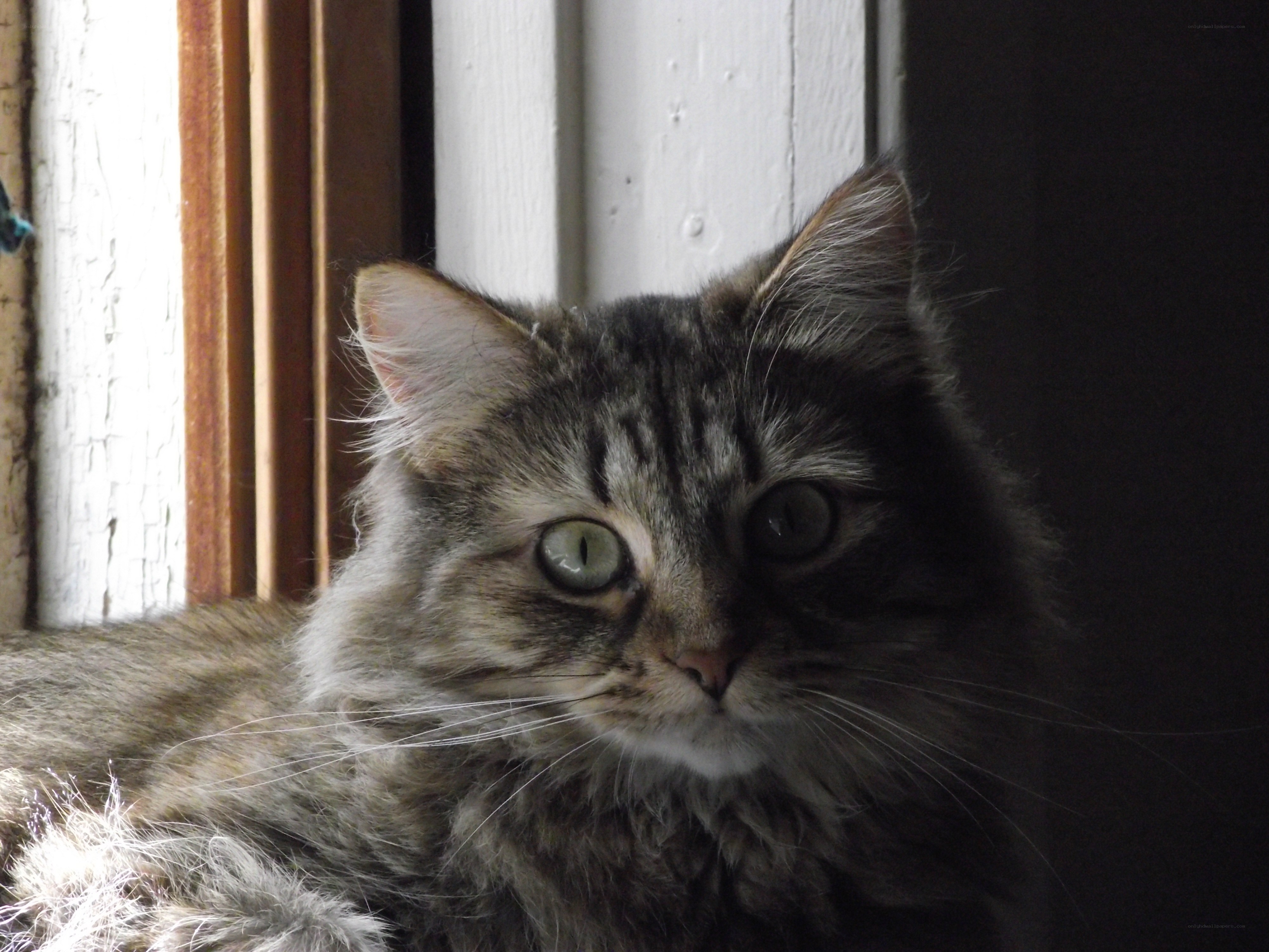 fluffy tabby cat in sunlight
