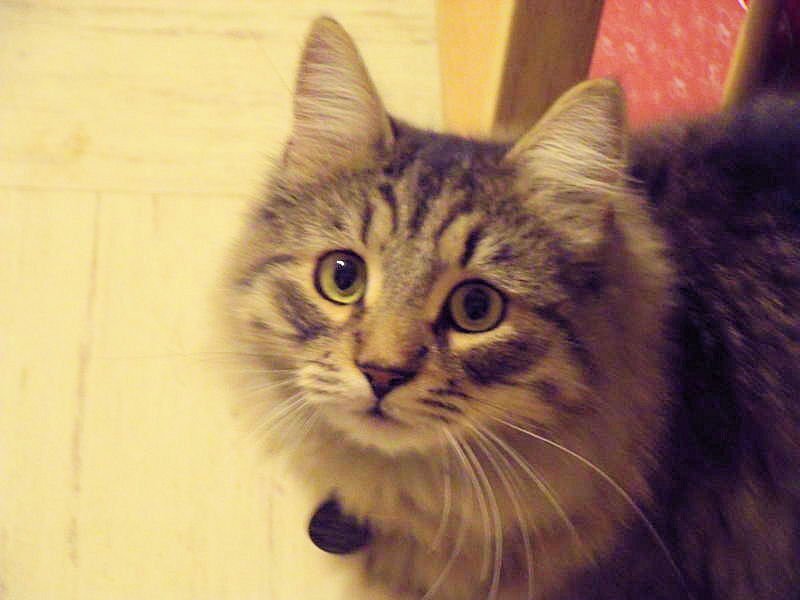 fluffy tabby cat looking up