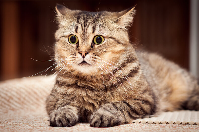 fluffy tabby cat lying down