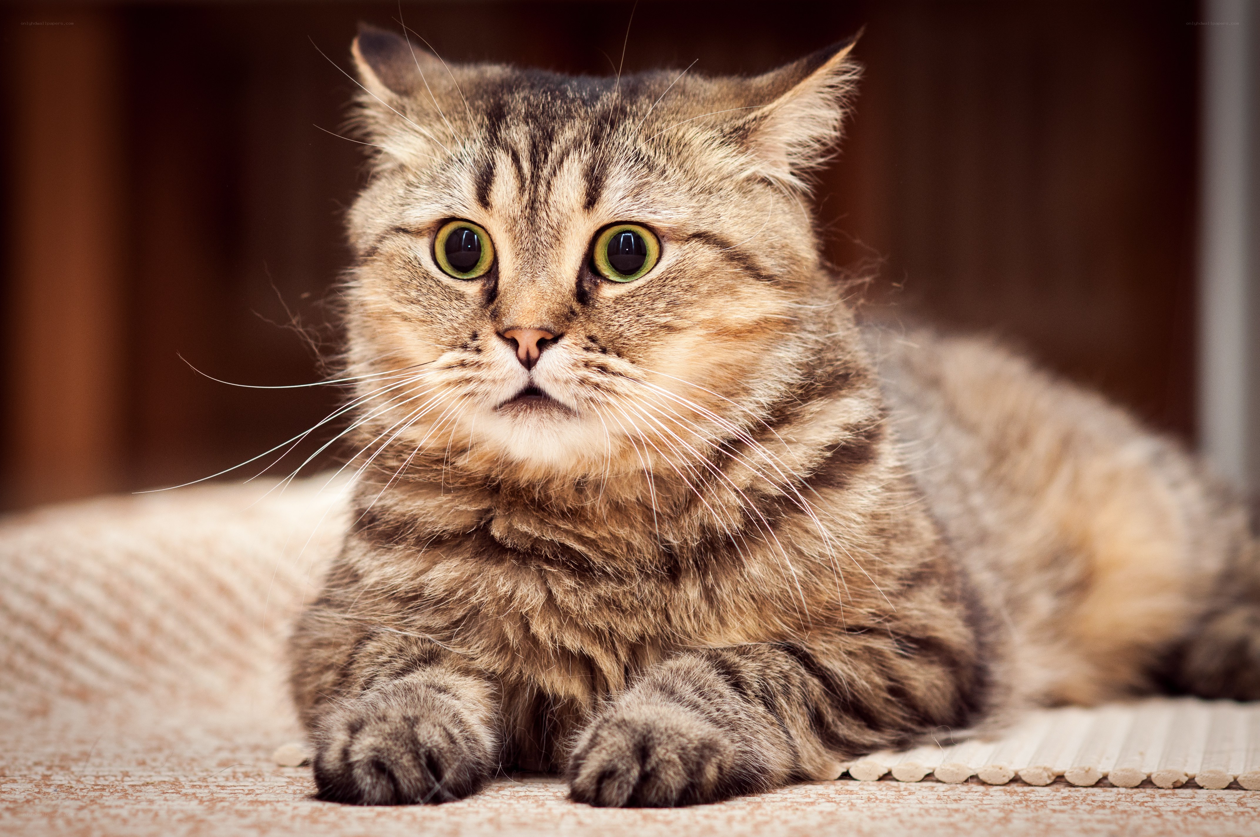fluffy tabby cat lying down