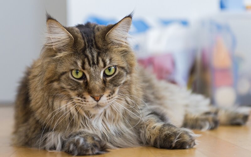 fluffy tabby cat lying down