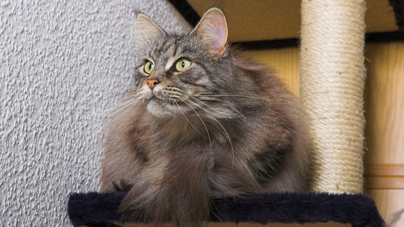 fluffy tabby cat on cat tree