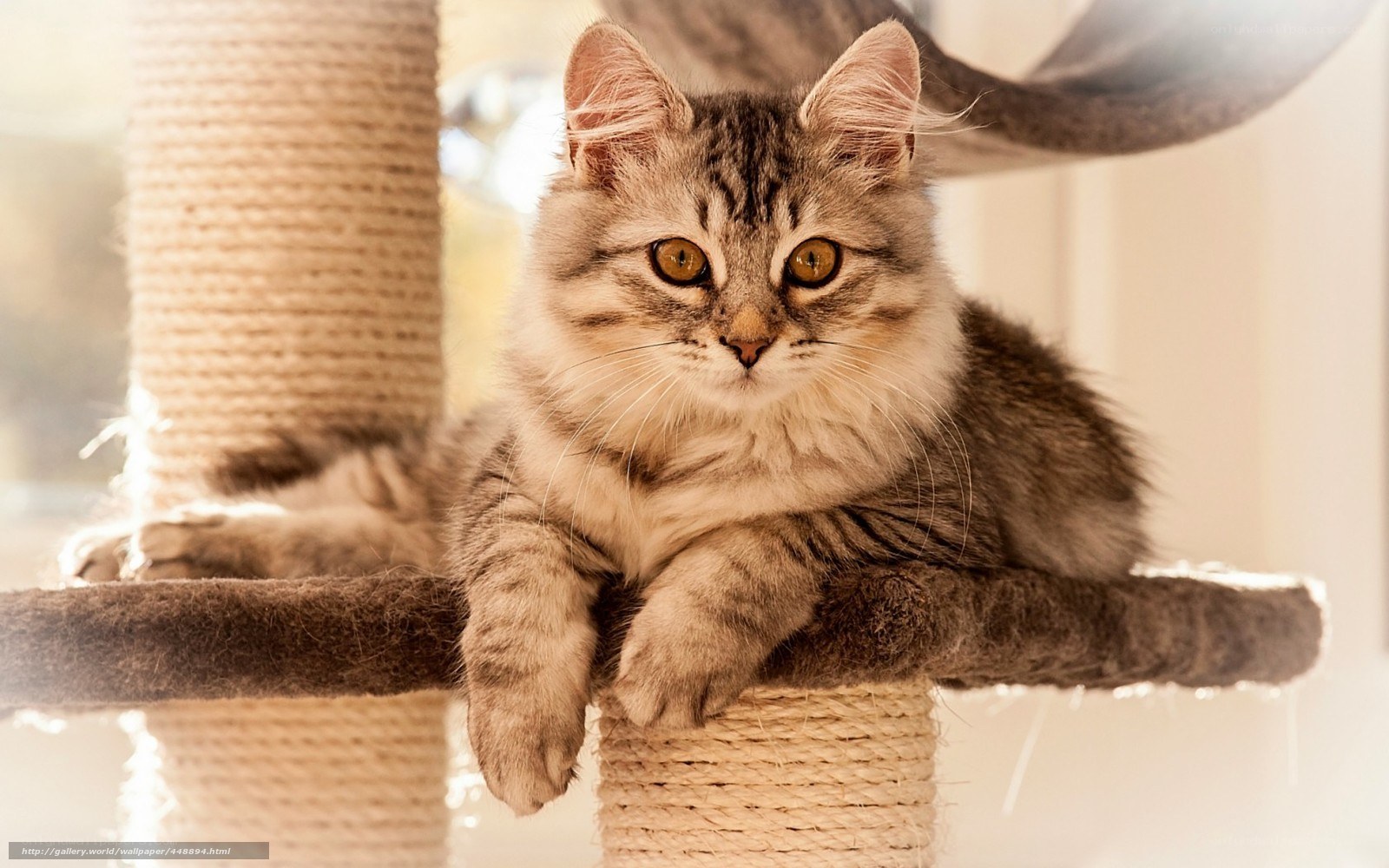 fluffy tabby cat on cat tree