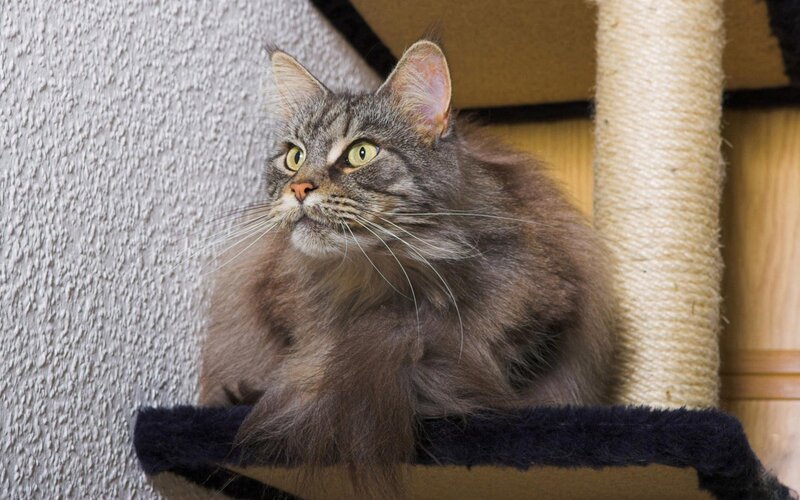 fluffy tabby cat on cat tree