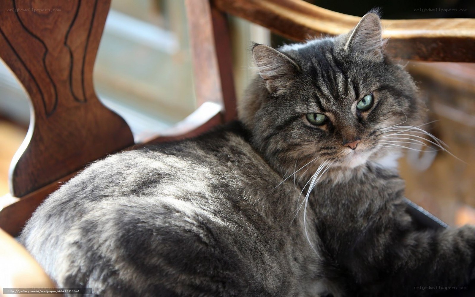fluffy tabby cat on chair