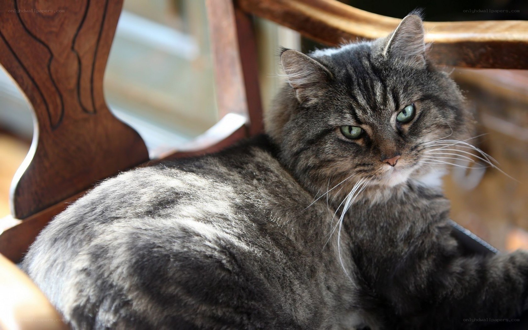 fluffy tabby cat on chair