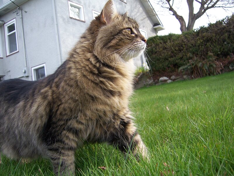 fluffy tabby cat on grass