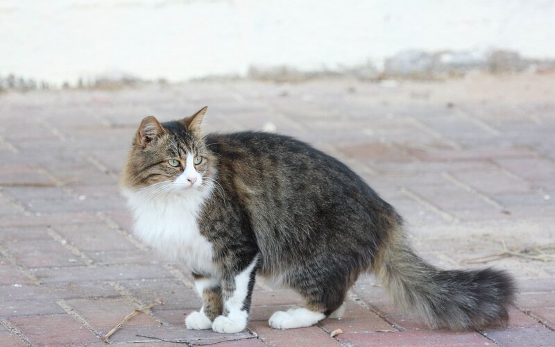 fluffy tabby cat on pavement