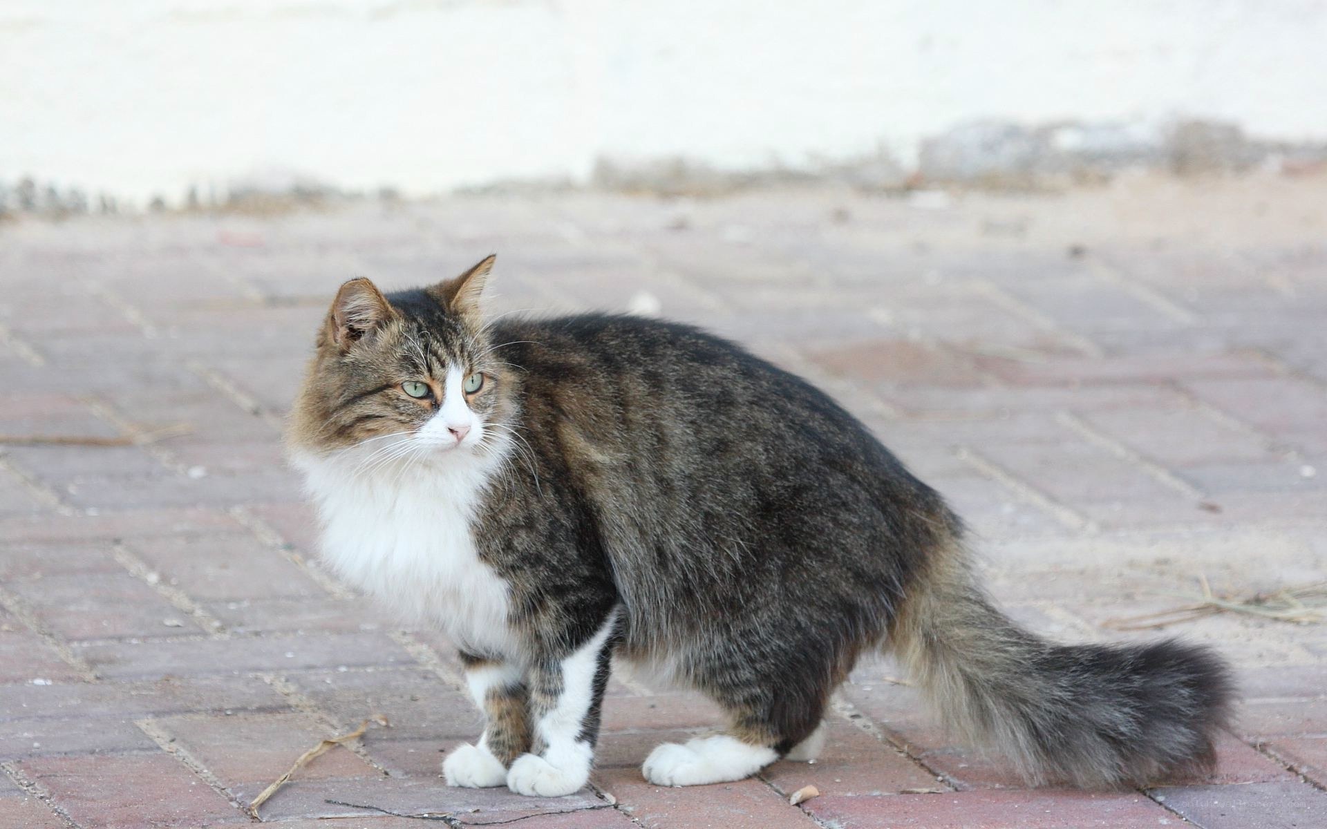 fluffy tabby cat on pavement