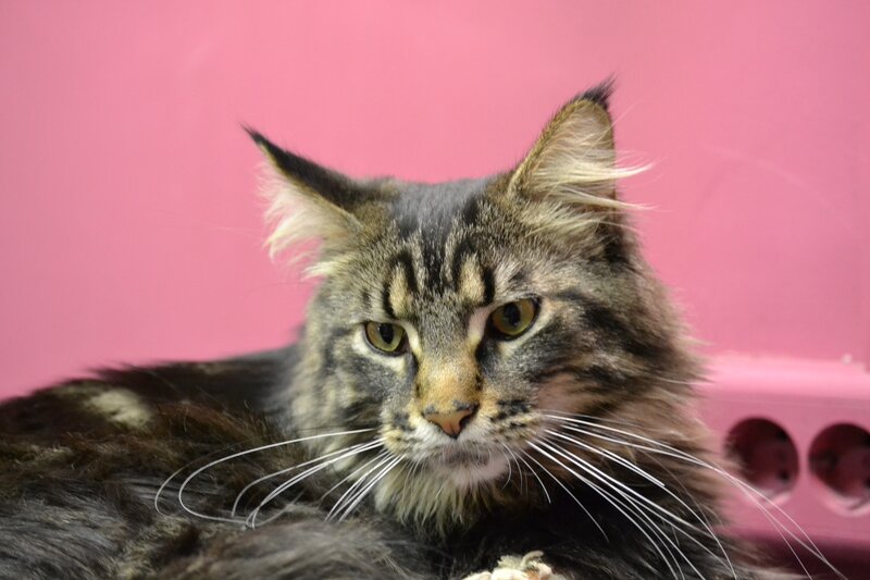 fluffy tabby cat on pink