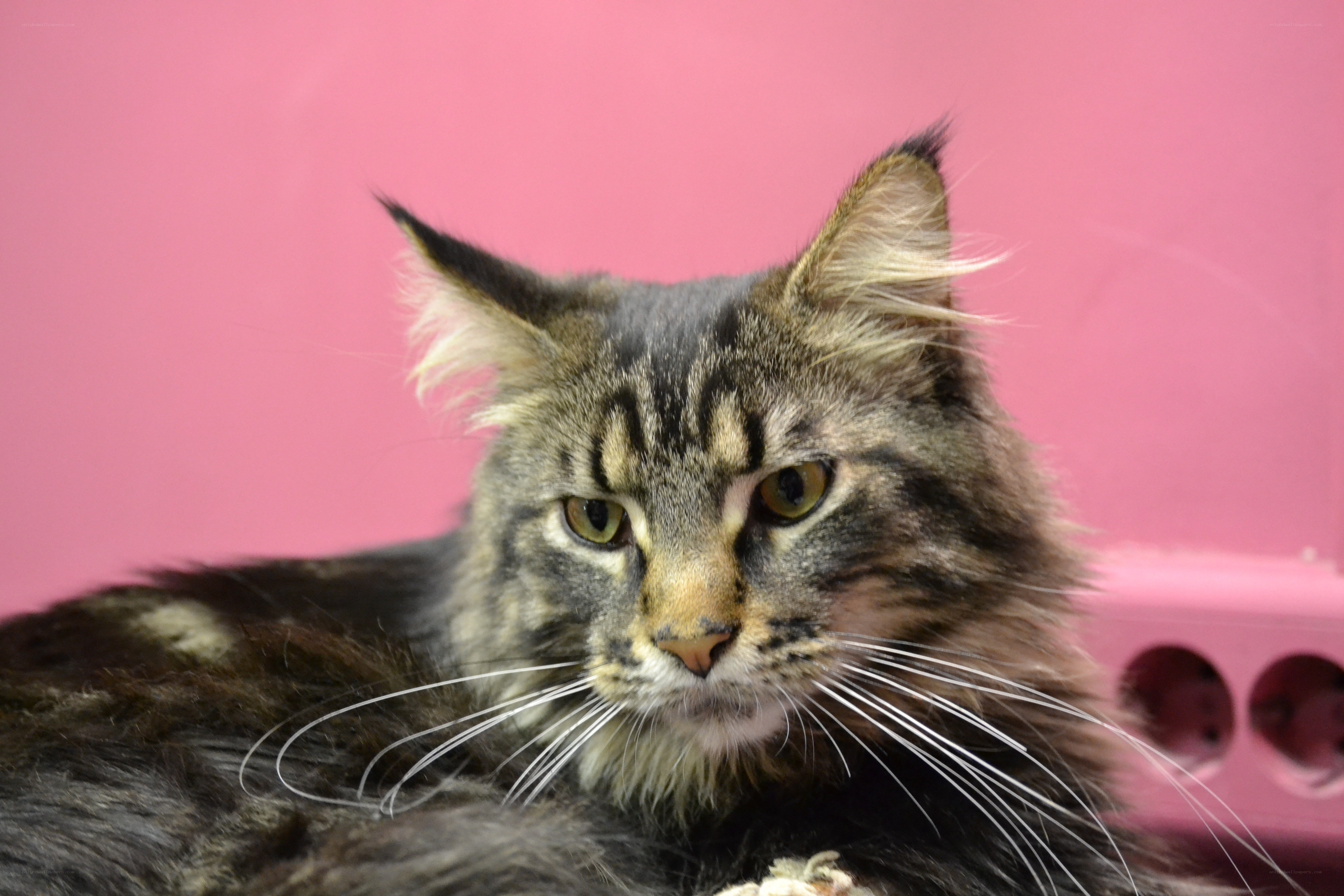 fluffy tabby cat on pink