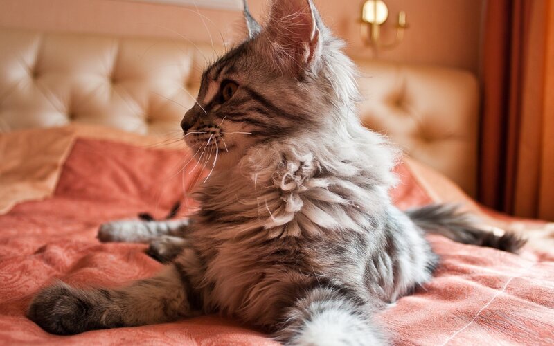 Fluffy Tabby Cat — Orange, Calm