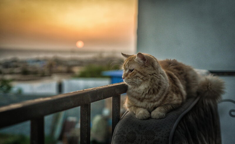 Fluffy Tabby Cat — Orange, Serene