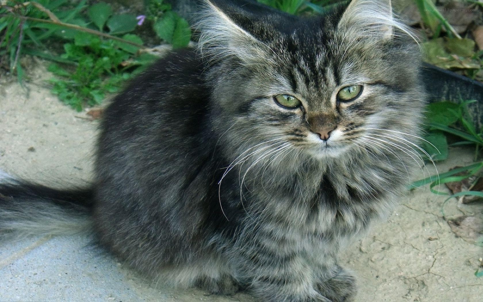 fluffy tabby cat outdoors