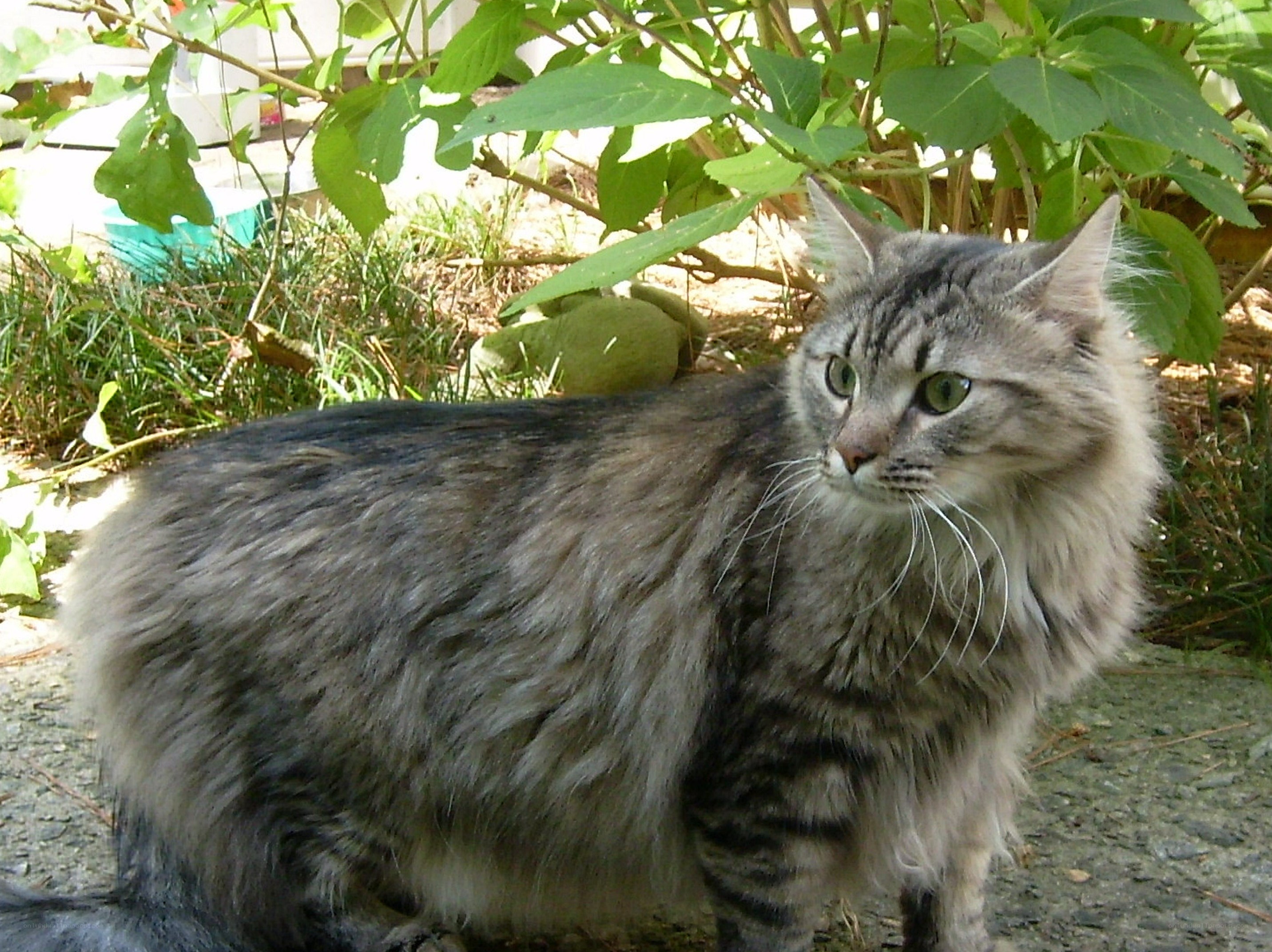 fluffy tabby cat outdoors