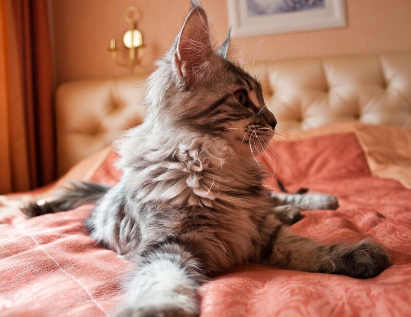 Fluffy Tabby Cat — Pink, Calm