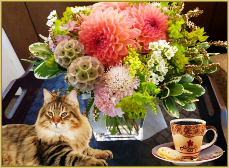 Fluffy Tabby Cat — Pink