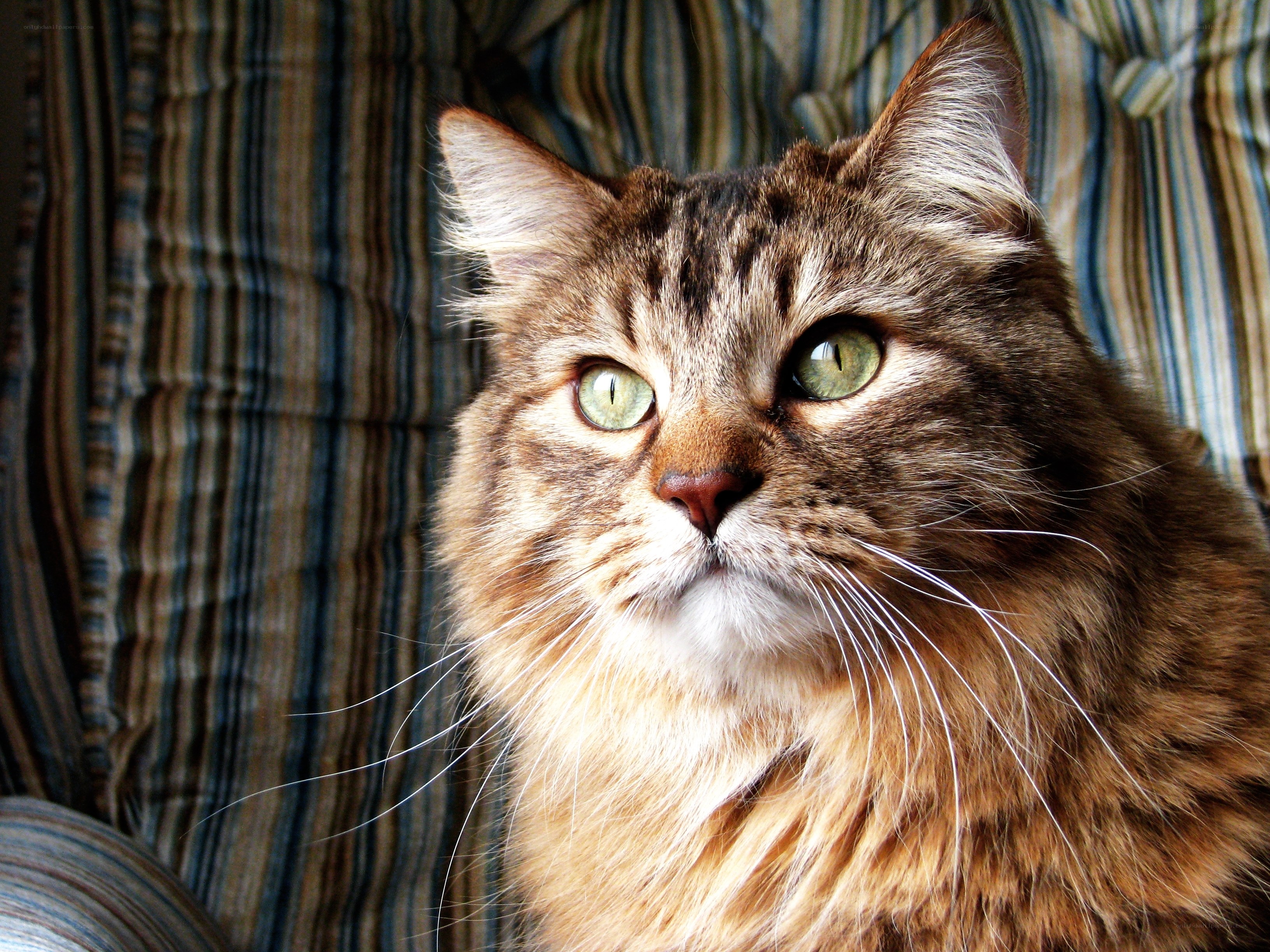 fluffy tabby cat portrait