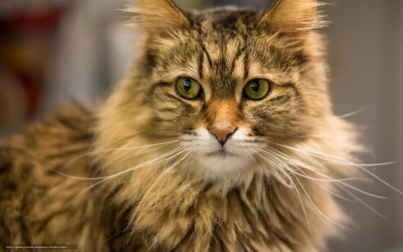 fluffy tabby cat portrait