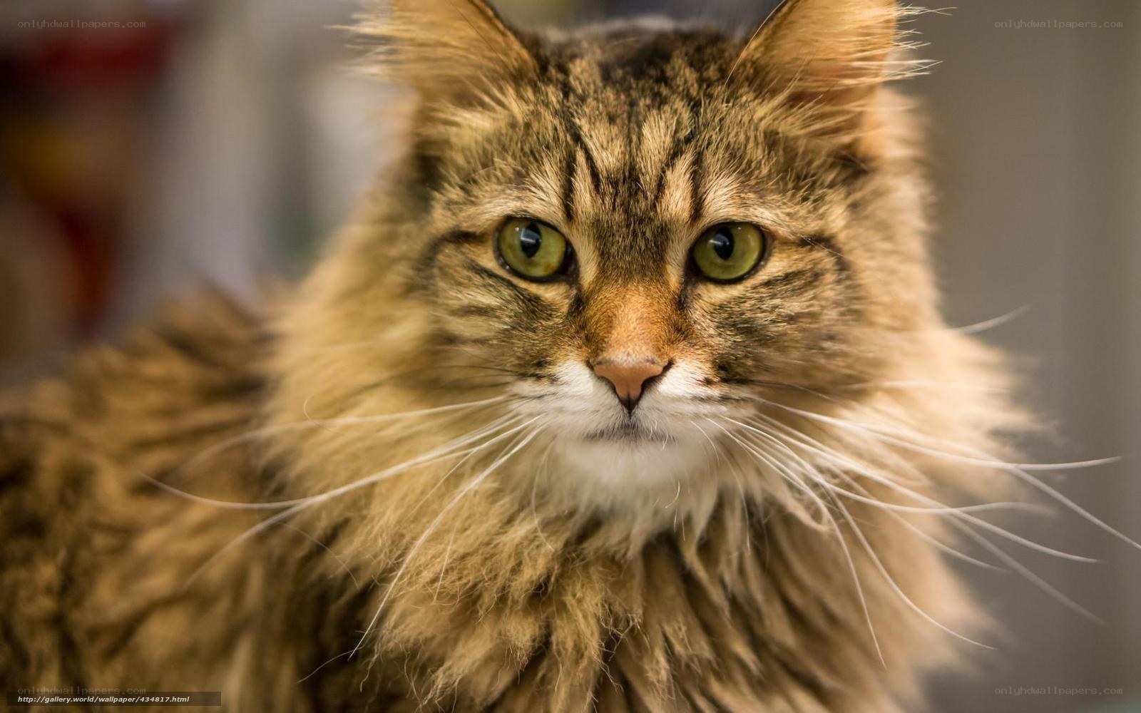 fluffy tabby cat portrait