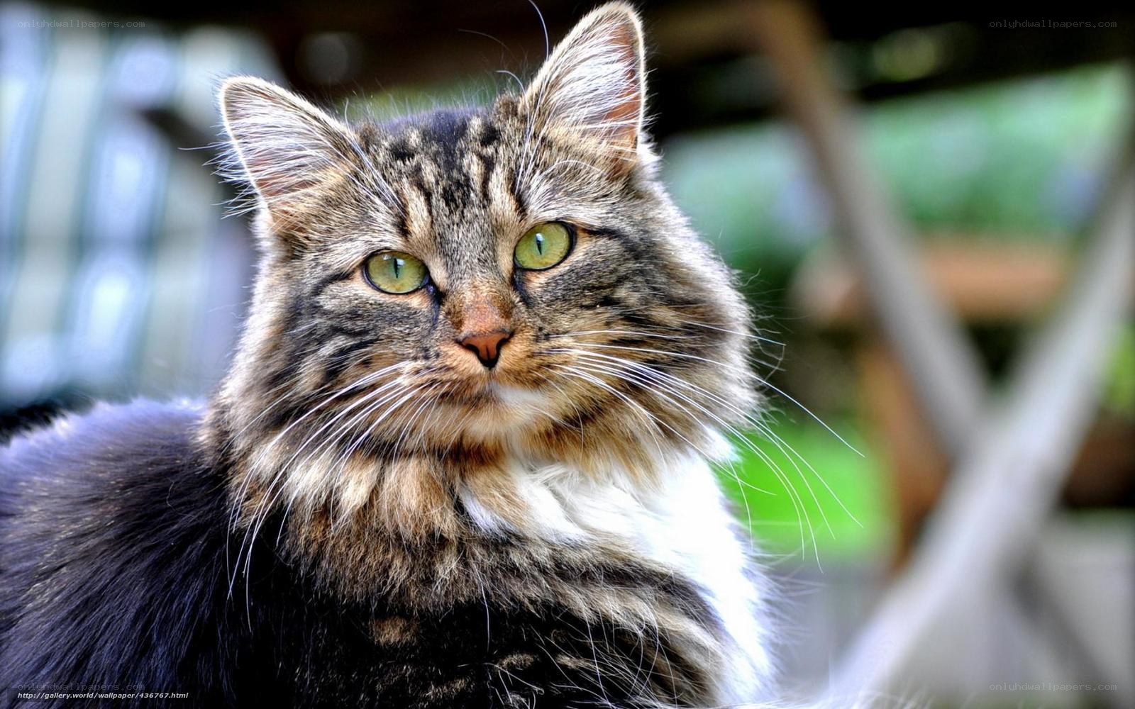 fluffy tabby cat portrait