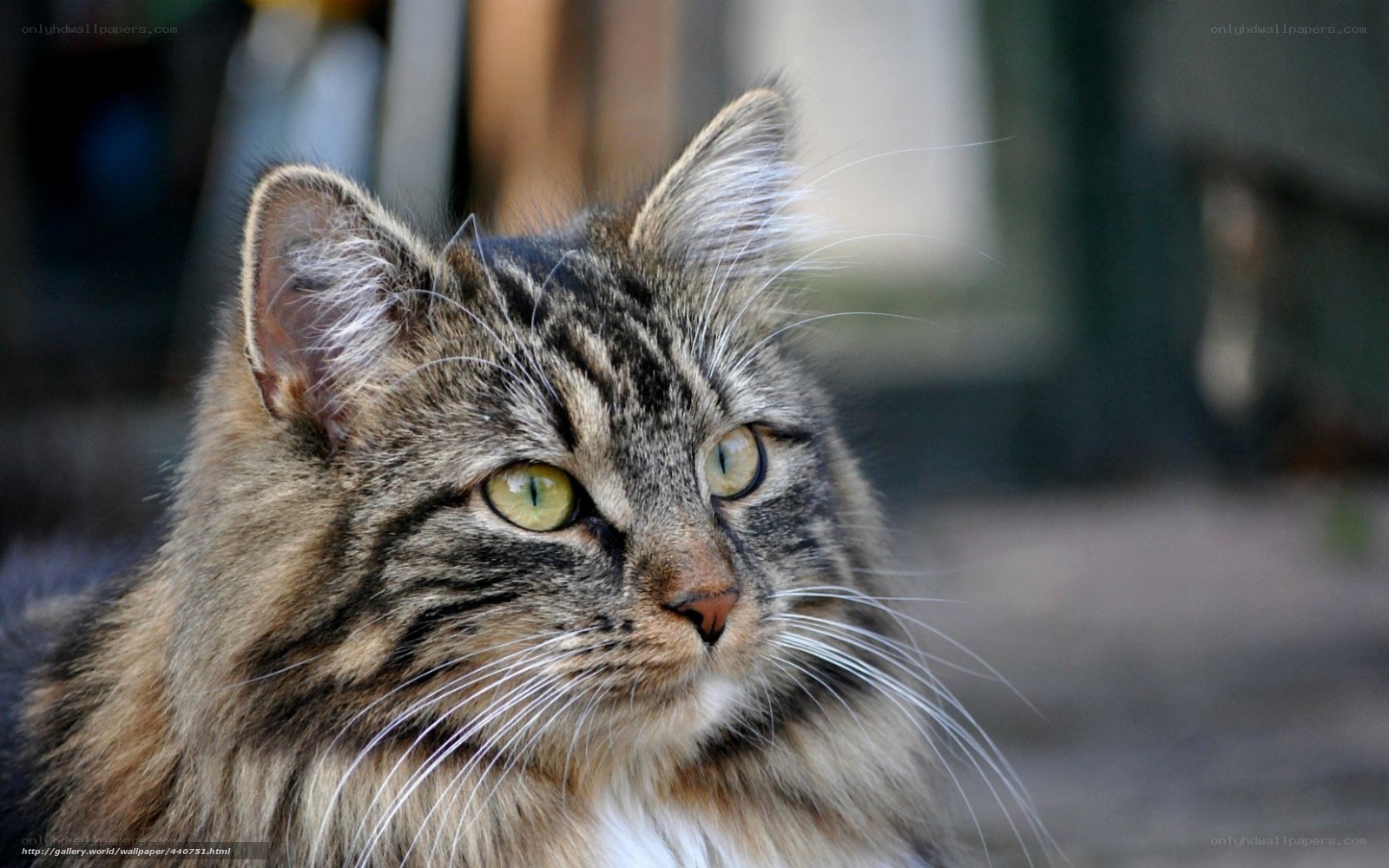 fluffy tabby cat portrait
