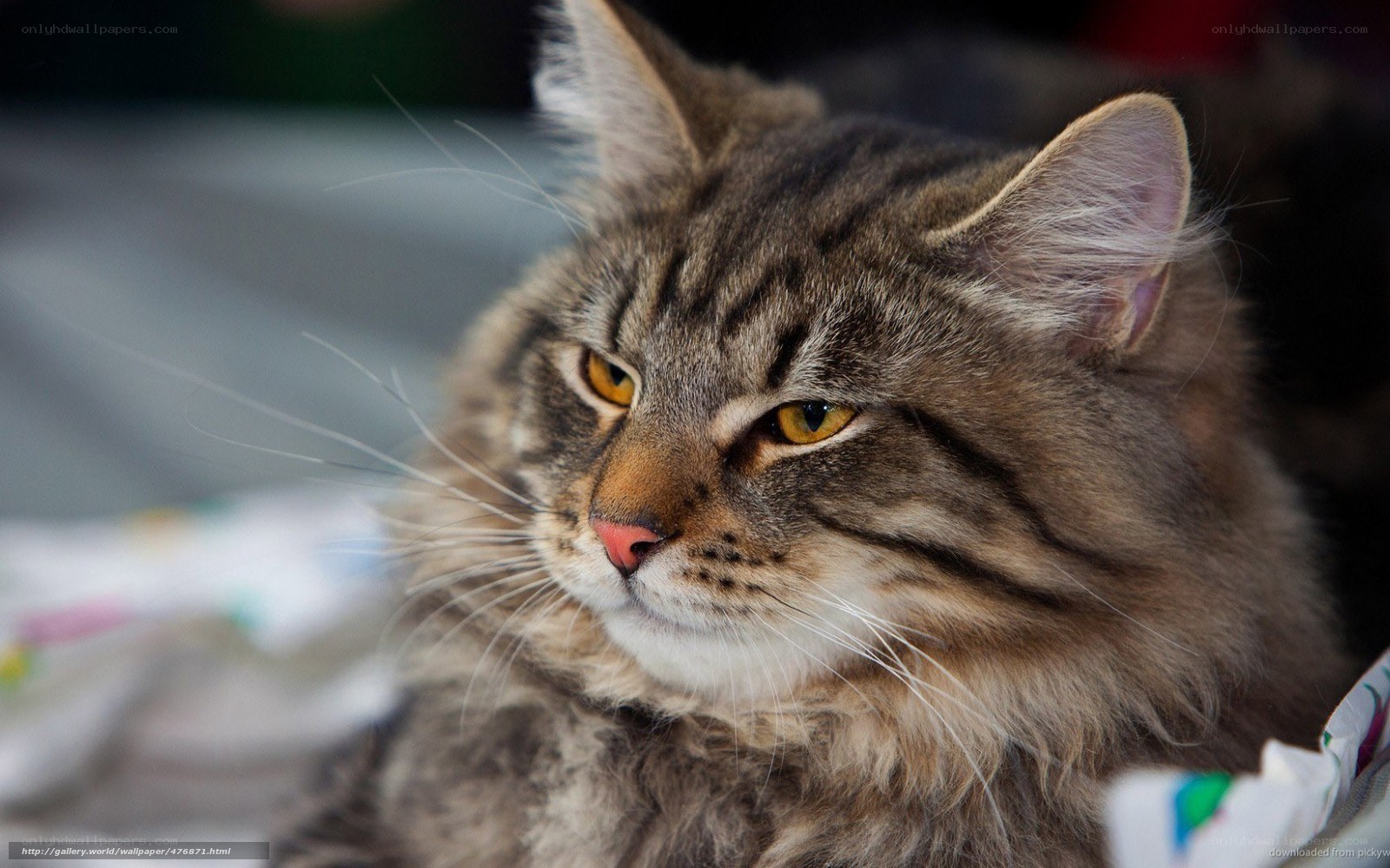 fluffy tabby cat portrait