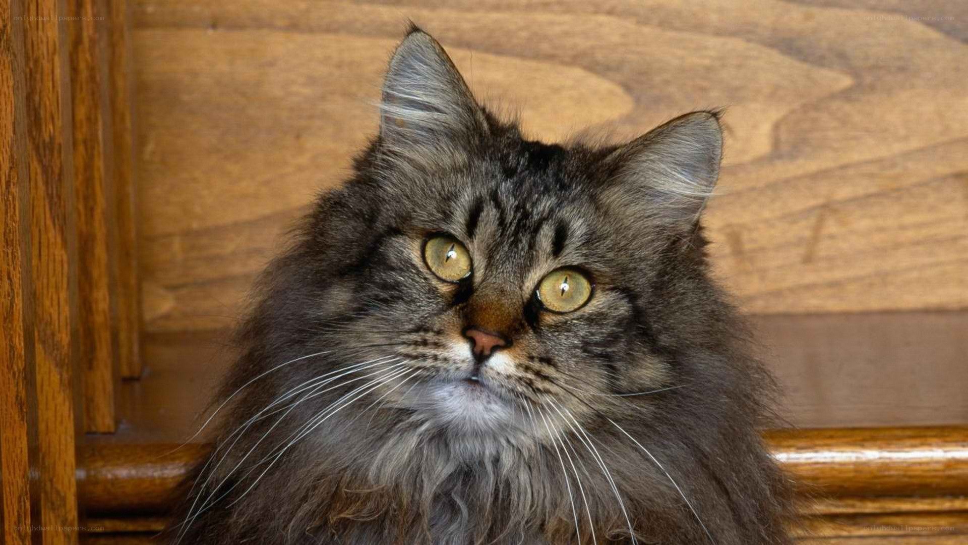 fluffy tabby cat portrait