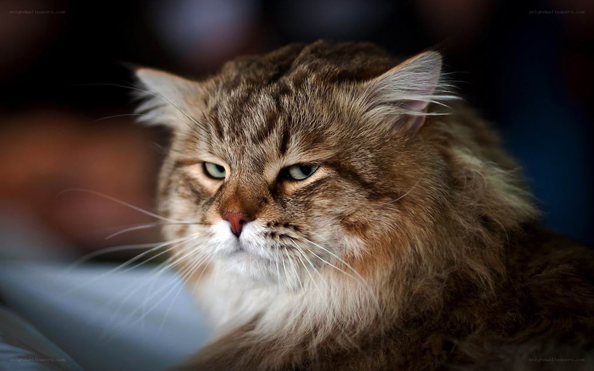fluffy tabby cat portrait