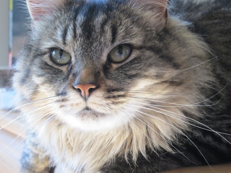 fluffy tabby cat portrait